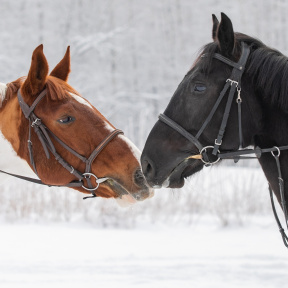 Индивидуальная конная прогулка для компании