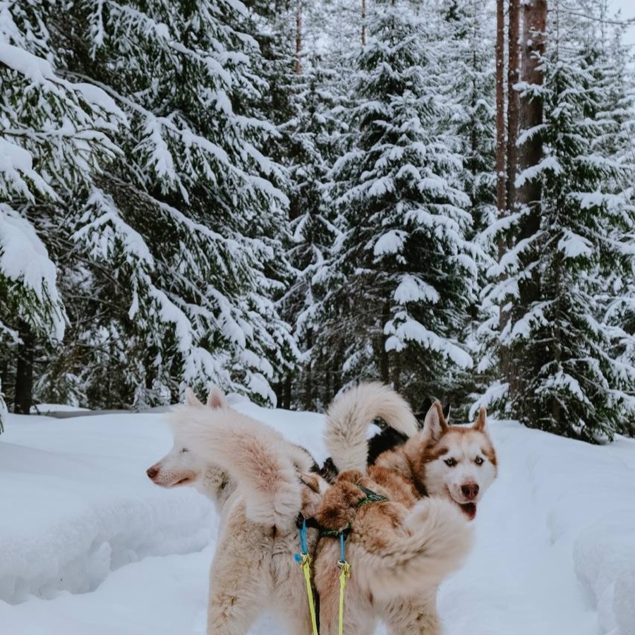 Посещение питомника "Снежные крылья"