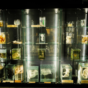 Музей Аномалий тела для семьи