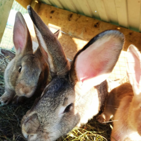 Экскурсия на экоферму Семейная в Рождествено для компании