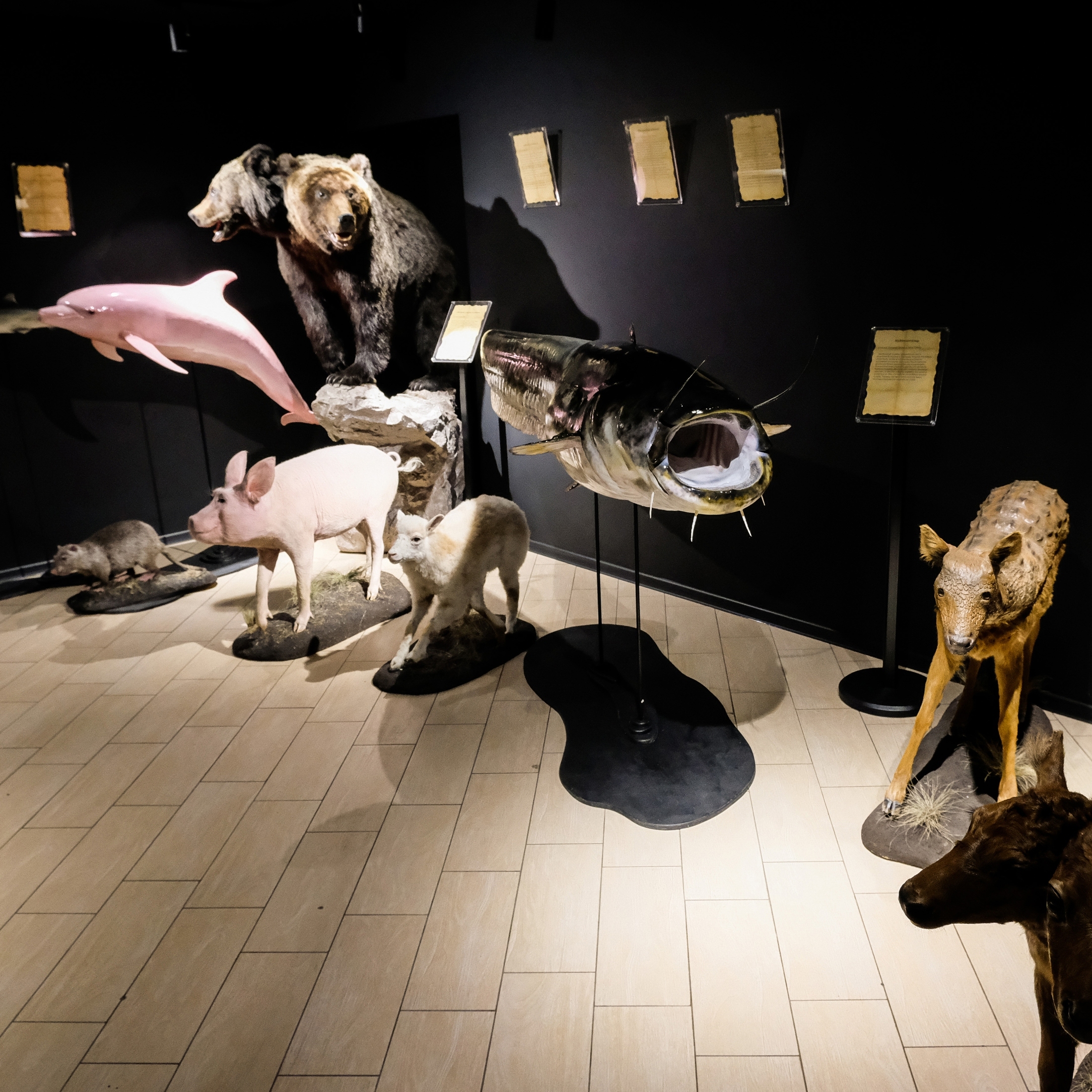 Музей Аномалий тела