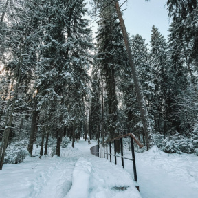 Экскурсия в Линдуловскую Рощу и Сестрорецкое Болото для двоих