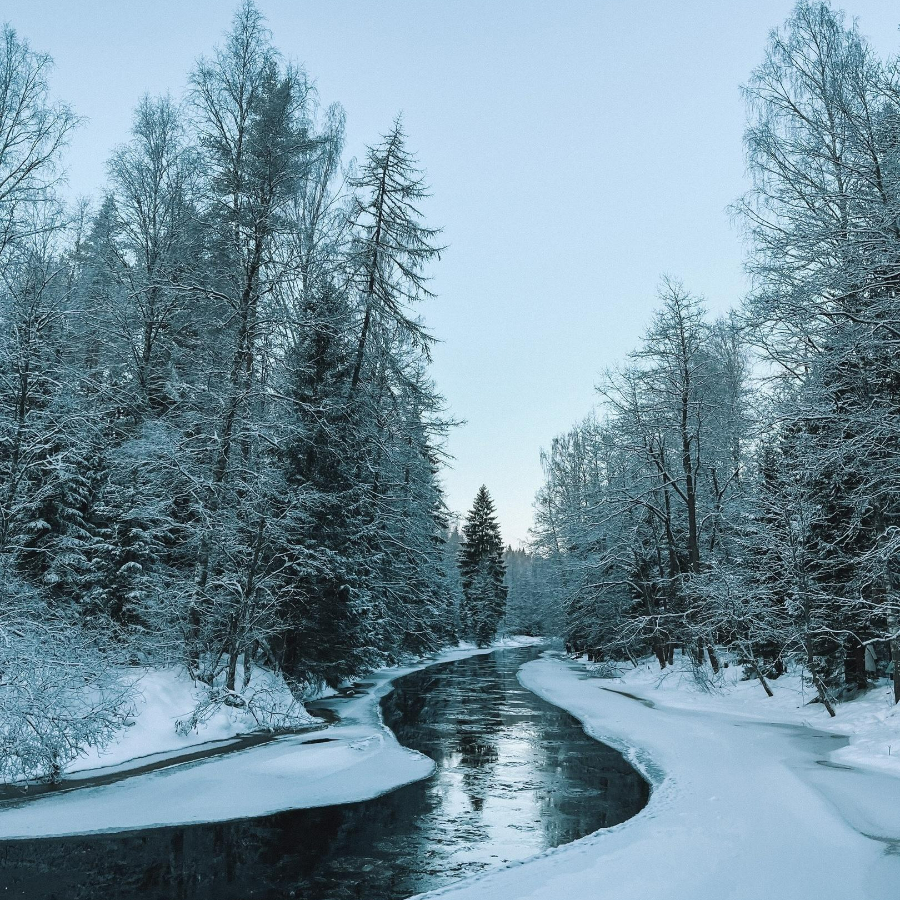 Экскурсия в Линдуловскую Рощу и Сестрорецкое Болото