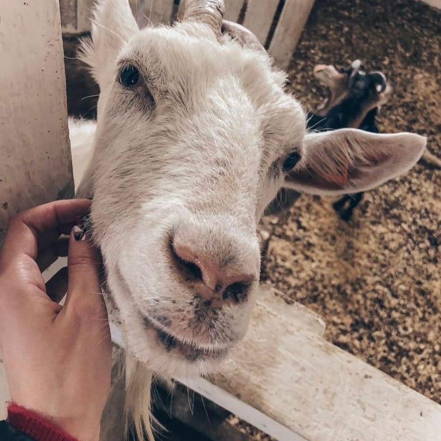 Тур на ферму-сыроварню в деревню Матокса для семьи