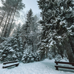 Экскурсия в Линдуловскую Рощу и Сестрорецкое Болото для семьи