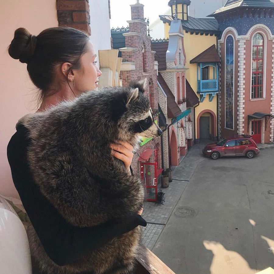 Планета енотов для семьи