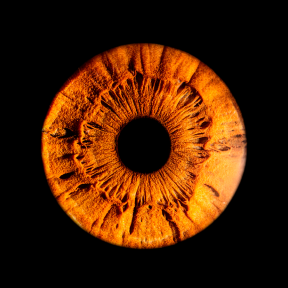 Фото одной радужки