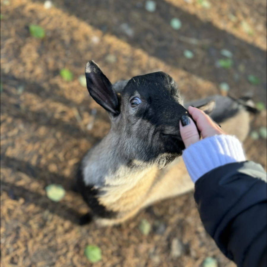Экскурсия в поселок Лосево: Экспедиция во времени для двоих