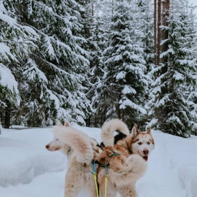 Посещение питомника "Снежные крылья"