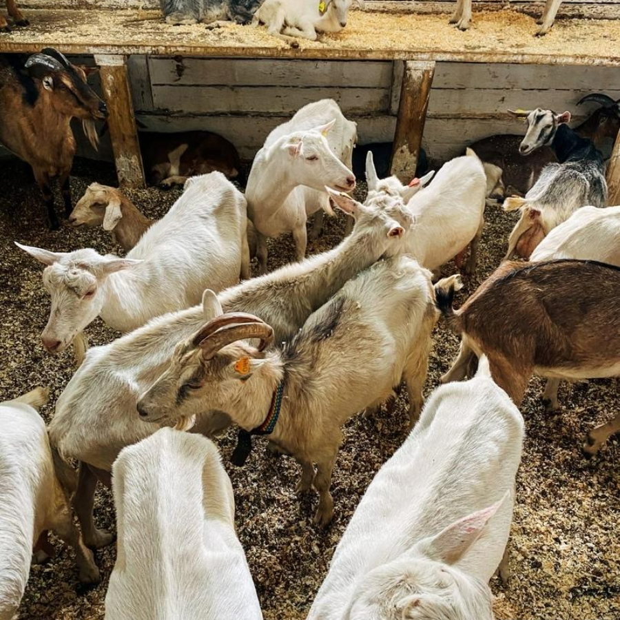 Тур на ферму-сыроварню в деревню Матокса для компании