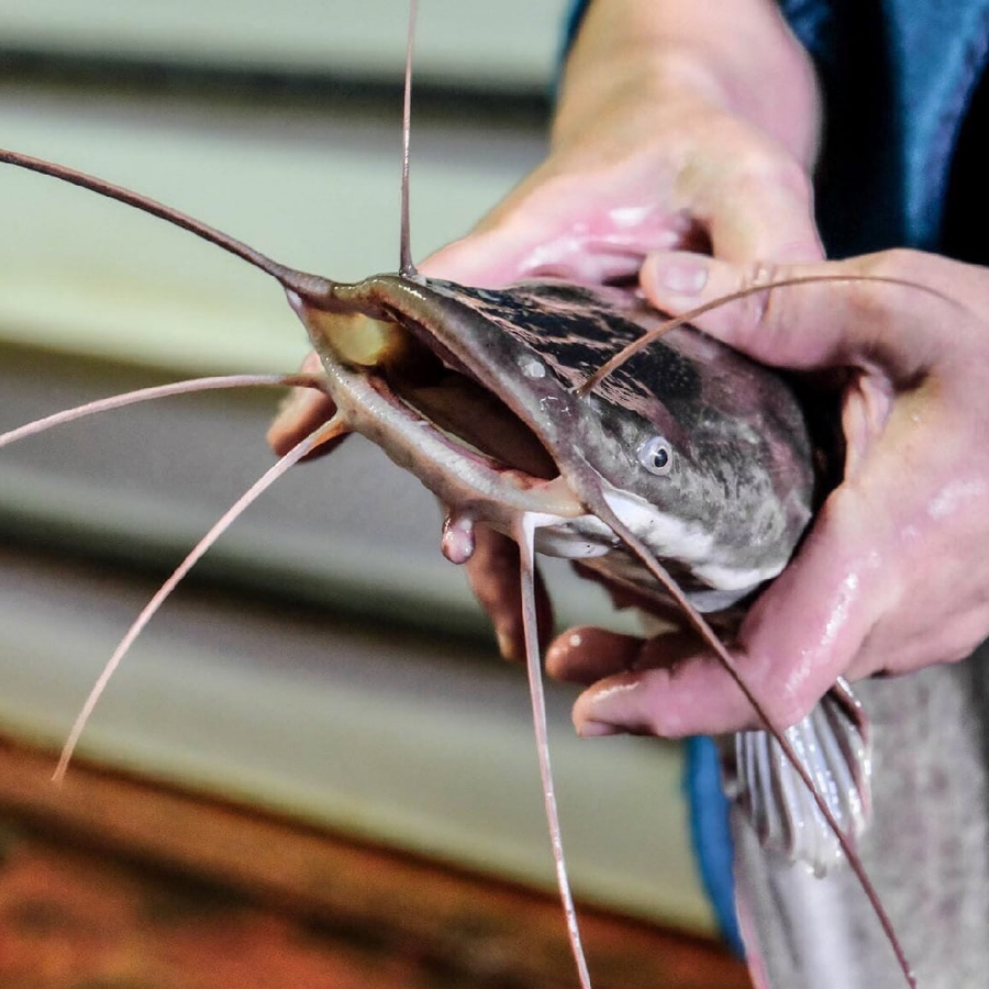 Экскурсия на ферму клариевого африканского сома с дегустацией для двоих