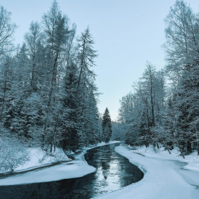 Экскурсия в Линдуловскую Рощу и Сестрорецкое Болото для компании