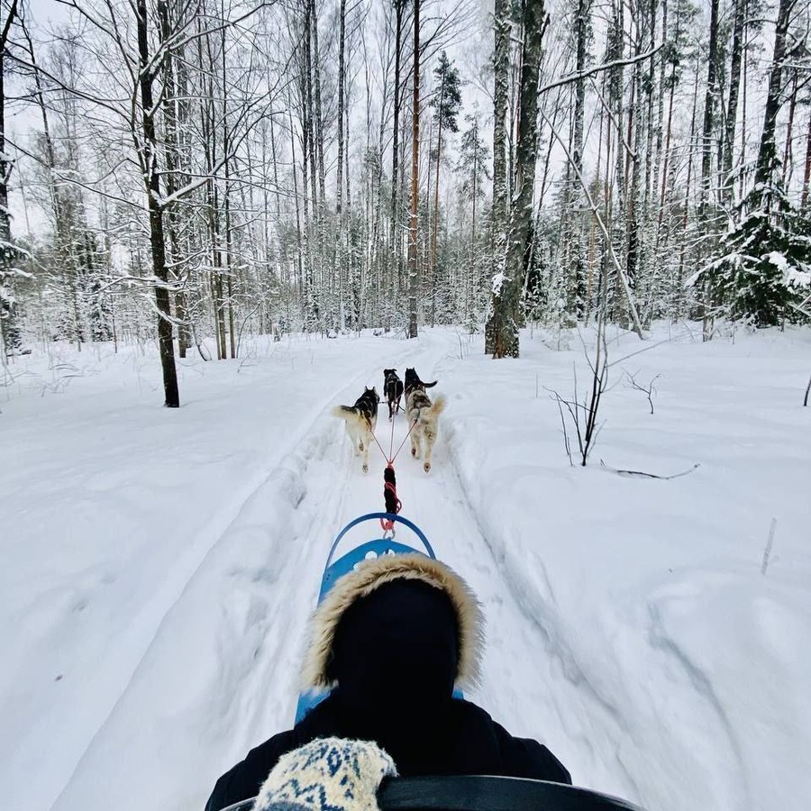 Катание на собачьей упряжке с инструктором по лесной трассе 