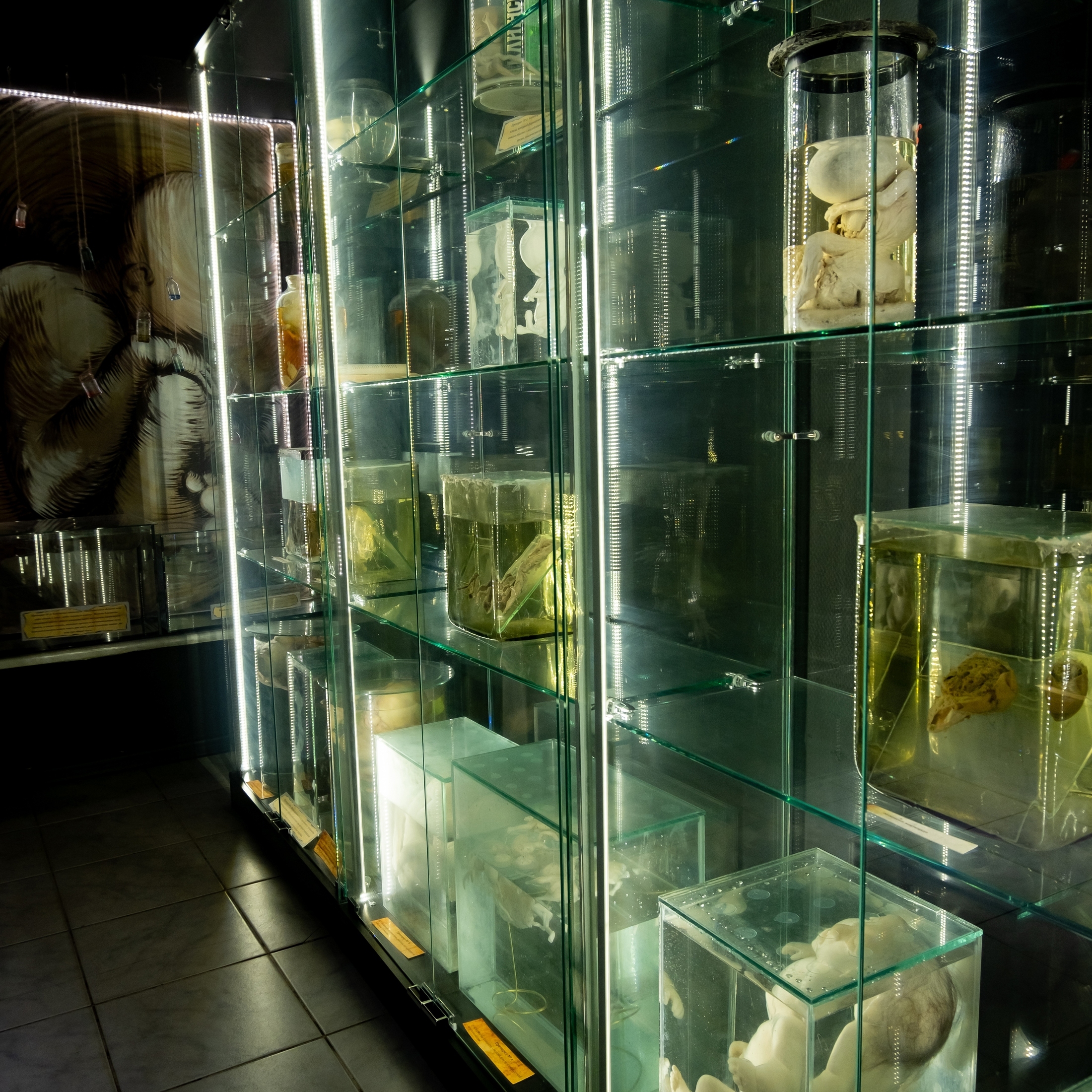 Музей Аномалий тела