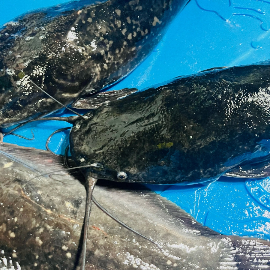 Экскурсия на ферму клариевого африканского сома с дегустацией для компании