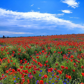 Экскурсия "В Порхов за Аленьким цветочком» с профессиональным фотографом" для двоих