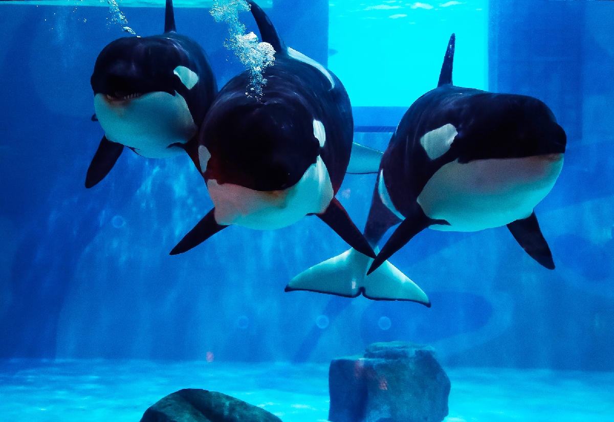 Океанариум РИО