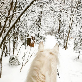 Индивидуальная конная прогулка в лес для двоих (1 час 30 минут) 