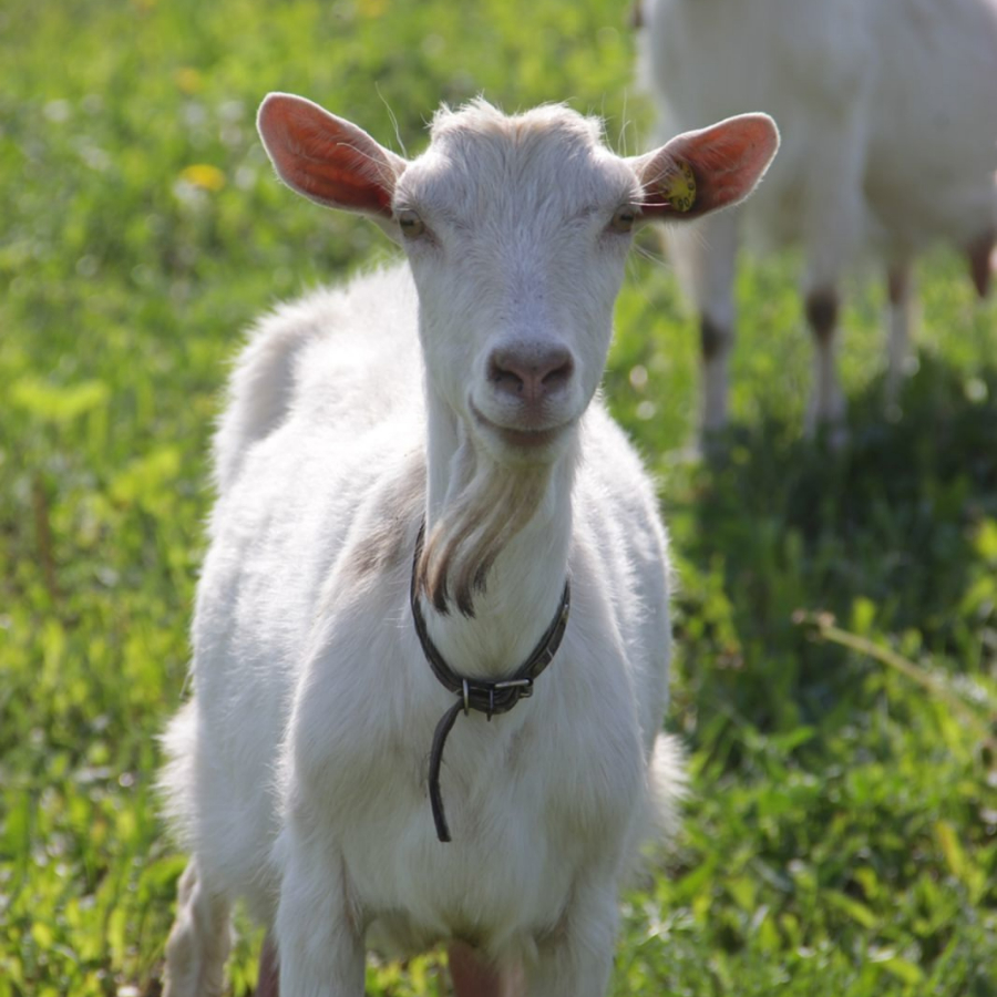 Экскурсия на экоферму Семейная в Рождествено для двоих