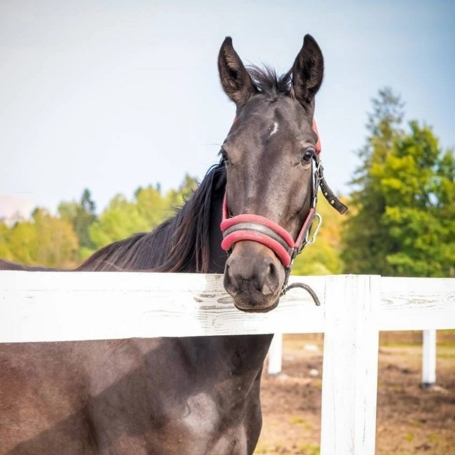 Экскурсия "Фермерский быт: Тосно, Мыза"