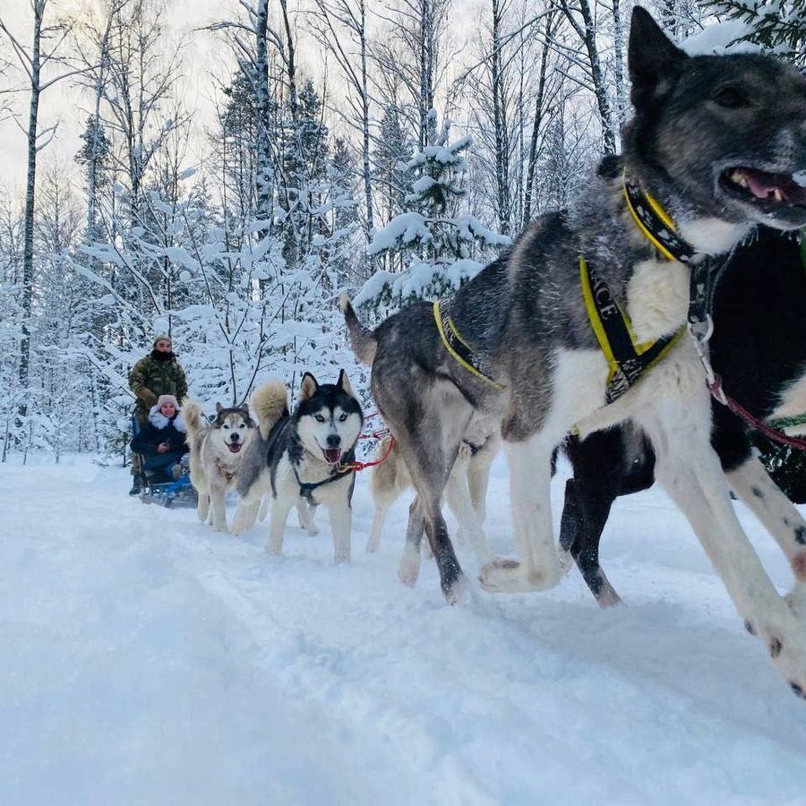 Катание на собачьей упряжке с инструктором по лесной трассе 