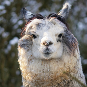 Входной билет в Ленинградский зоопарк для семьи 