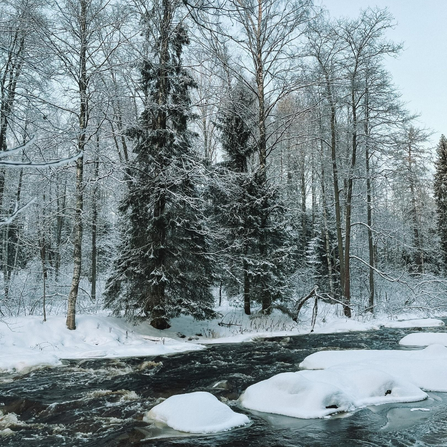 Экскурсия в Линдуловскую Рощу и Сестрорецкое Болото