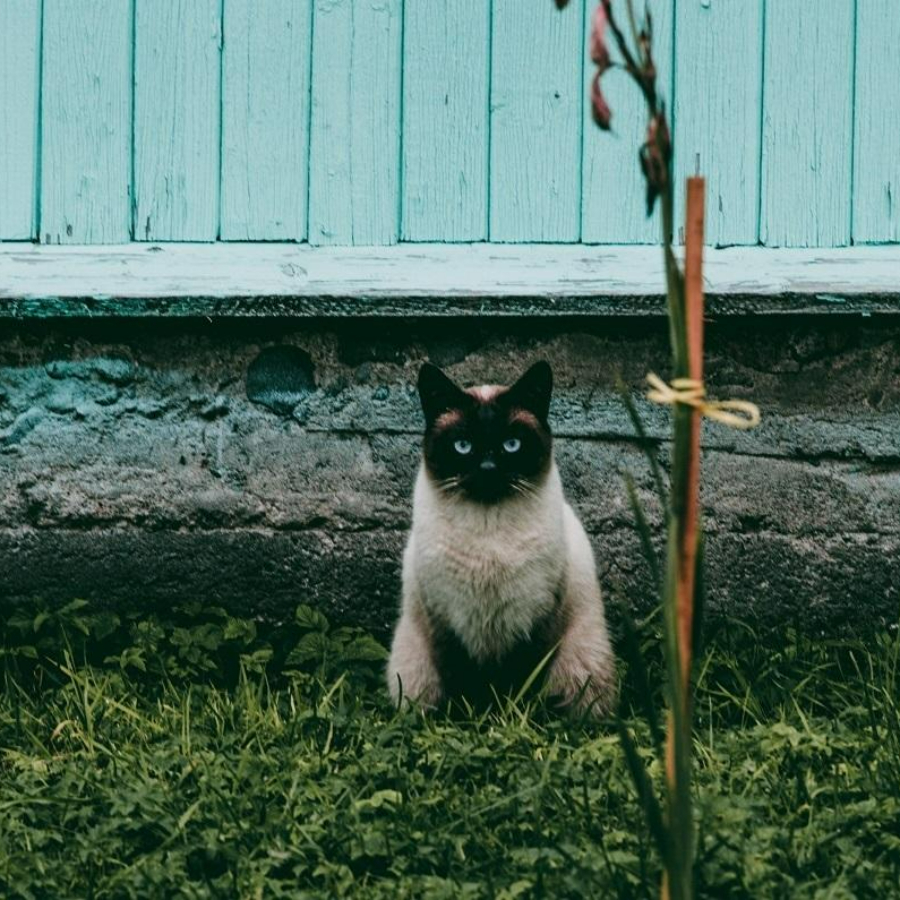 Экскурсия в монастыри Приладожья