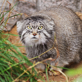 Входной билет в Ленинградский зоопарк для компании