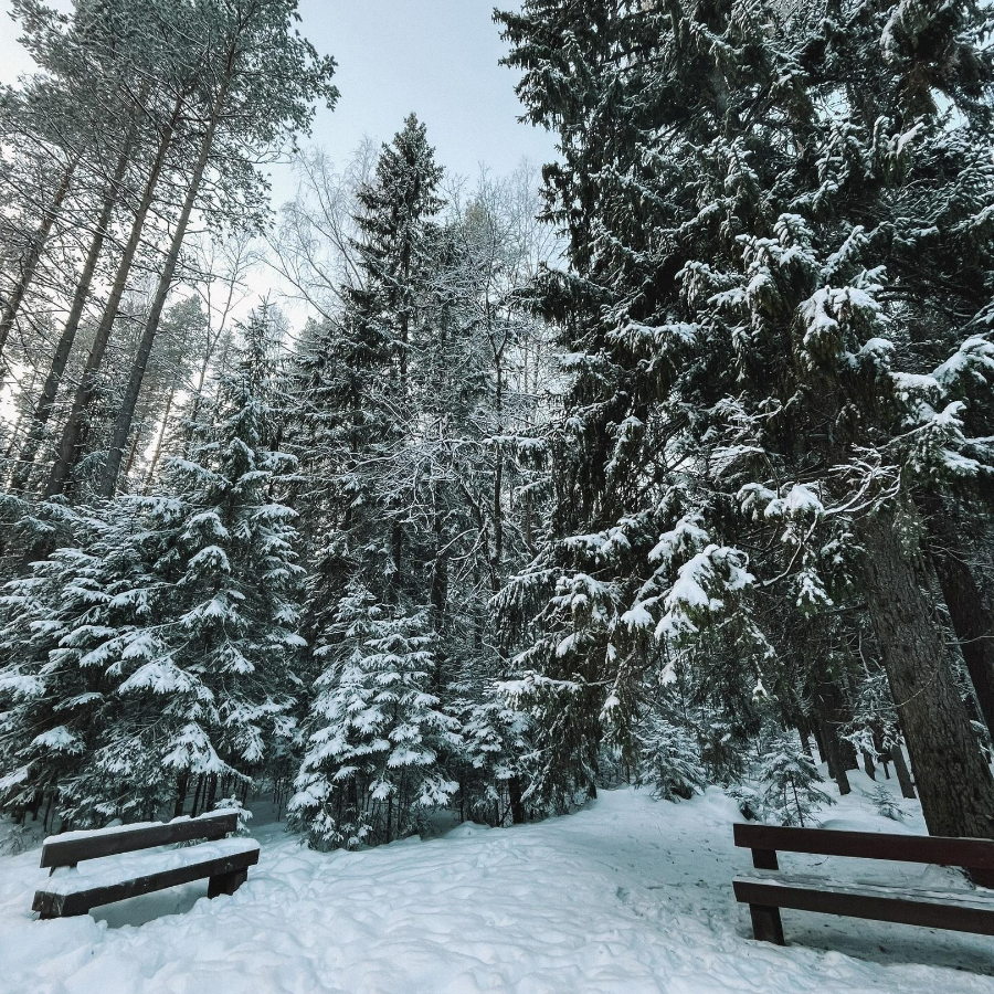 Экскурсия в Линдуловскую Рощу и Сестрорецкое Болото для семьи