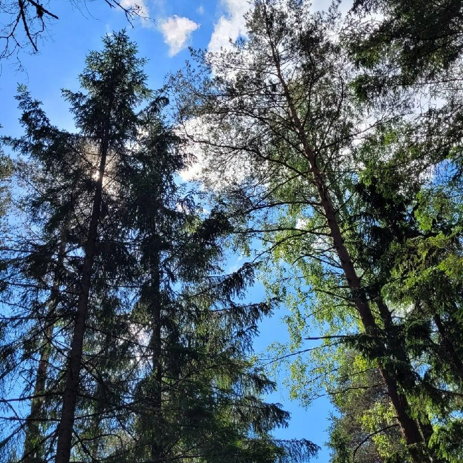 ЭКО-тур на Валдай для компании