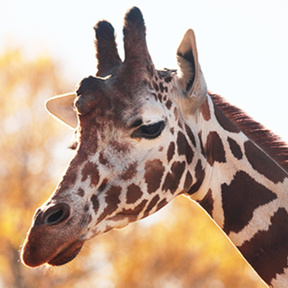 Входной билет в Ленинградский зоопарк 