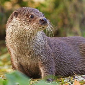 Входной билет в Ленинградский зоопарк для двоих