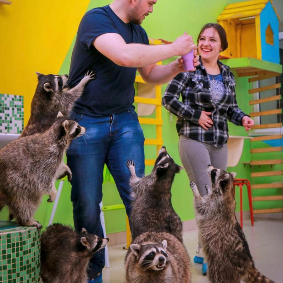 Планета енотов