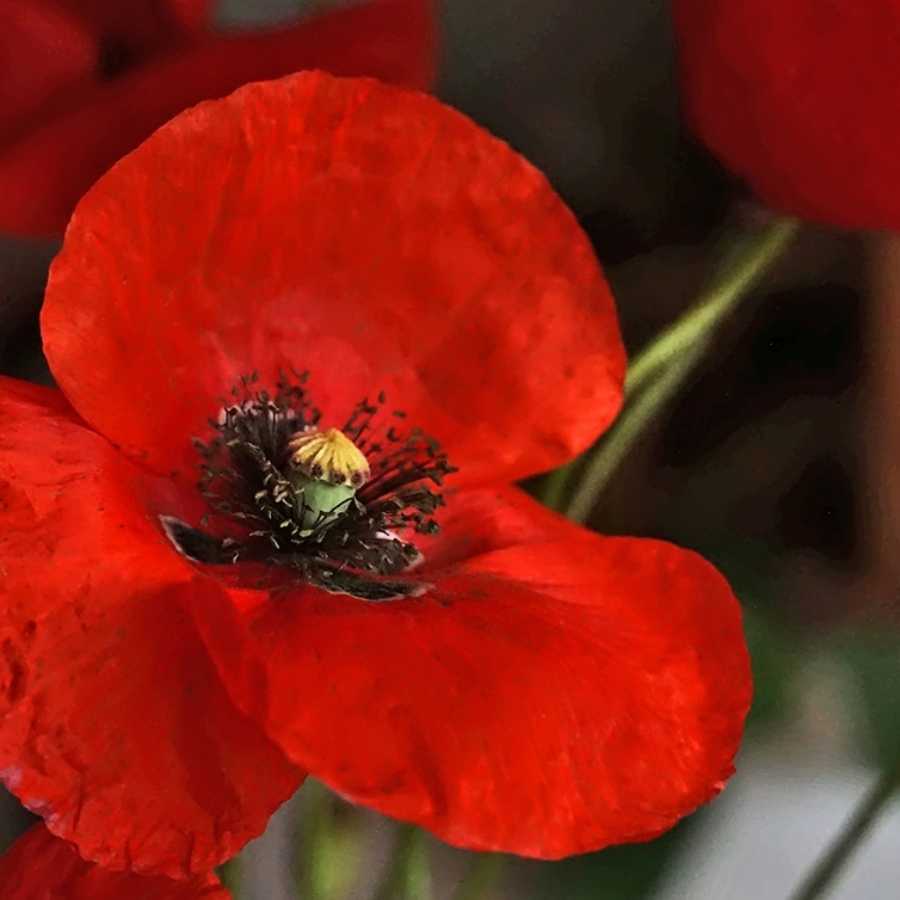 Экскурсия "В Порхов за Аленьким цветочком» с профессиональным фотографом"