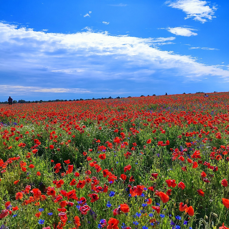 Экскурсия "В Порхов за Аленьким цветочком» с профессиональным фотографом"