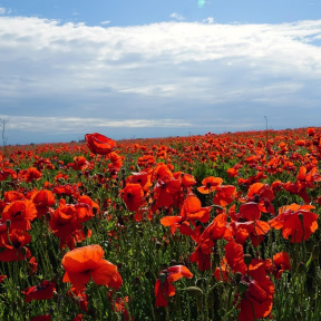 Экскурсия "В Порхов за Аленьким цветочком» с профессиональным фотографом"