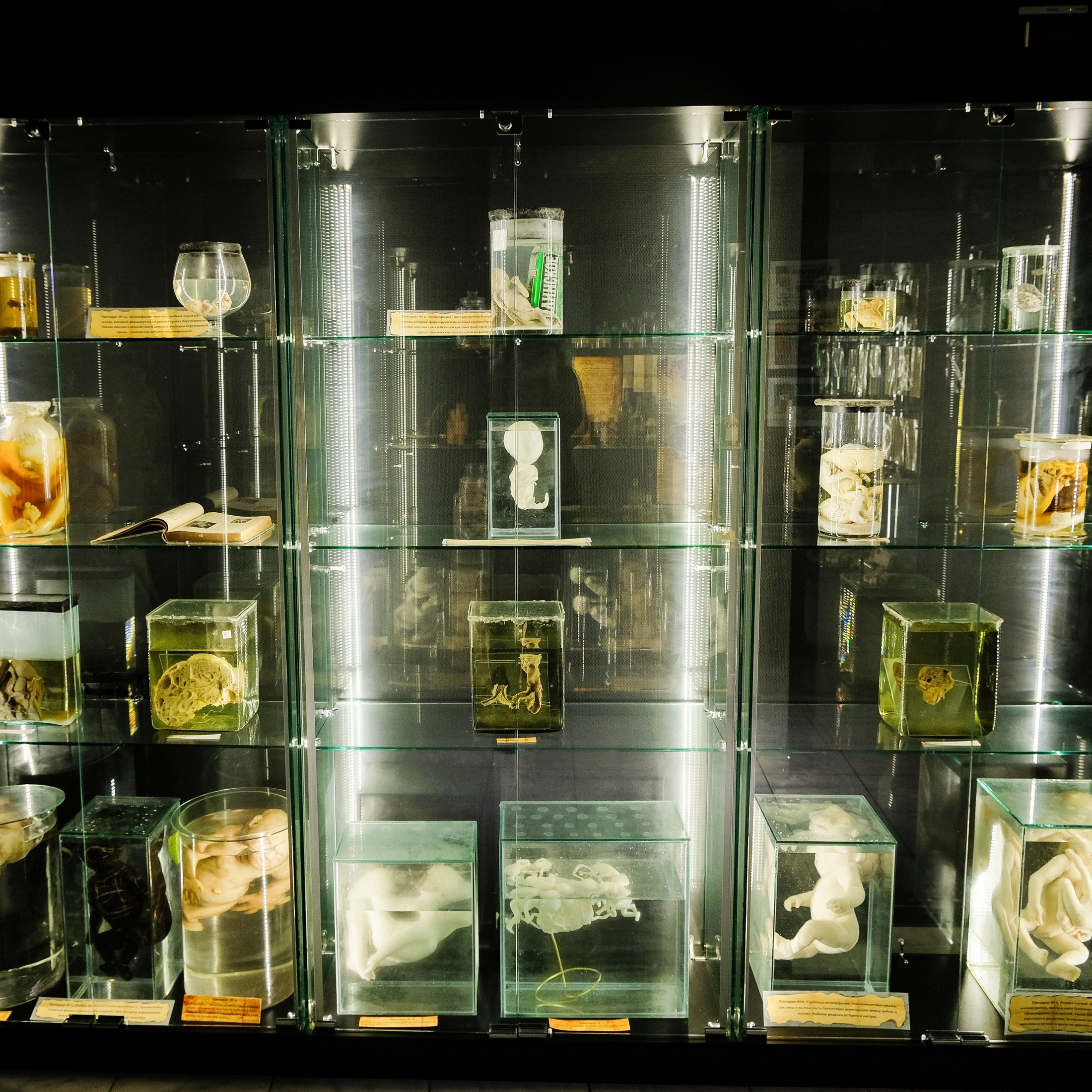 Музей Аномалий тела для компании