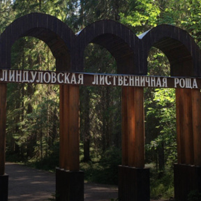 Линдуловская роща – корабельный лес Петра Великого