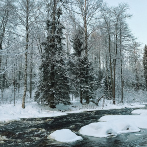 Экскурсия в Линдуловскую Рощу и Сестрорецкое Болото