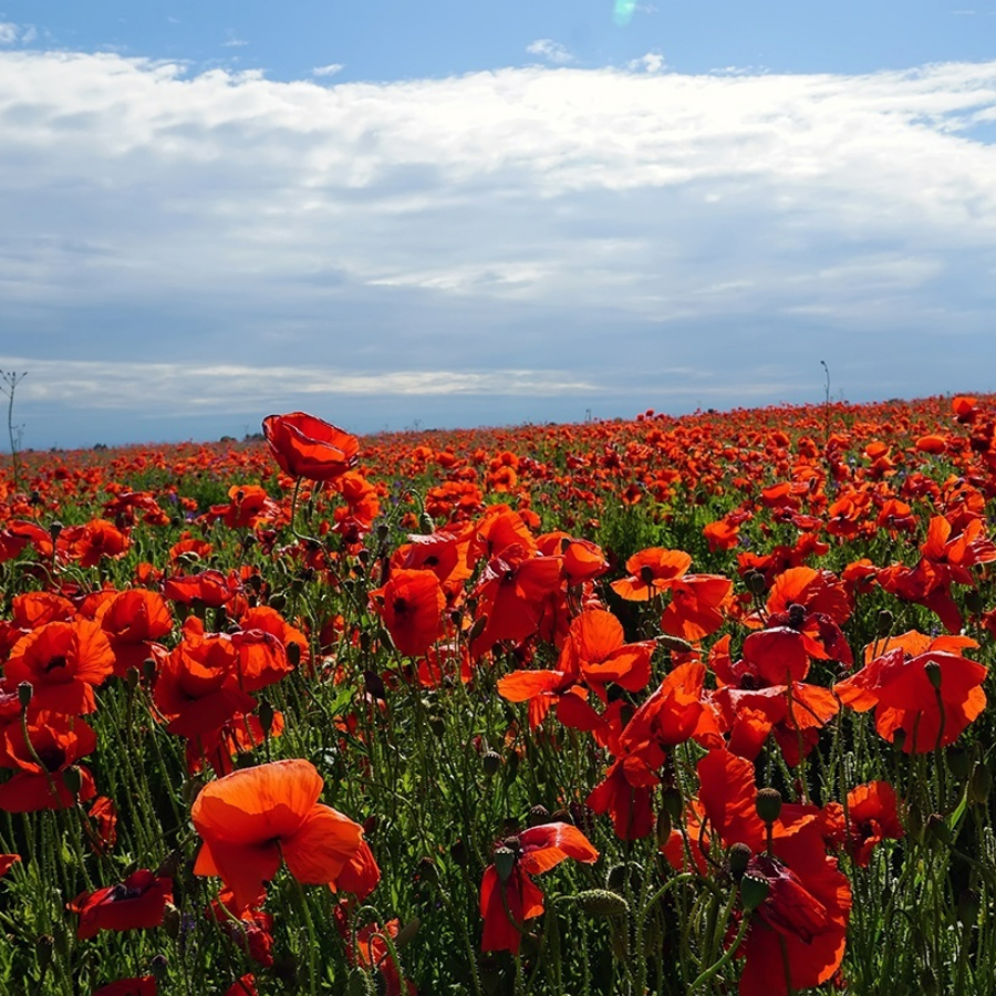 Экскурсия "В Порхов за Аленьким цветочком» с профессиональным фотографом"